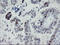 TLE Family Member 1, Transcriptional Corepressor antibody, LS-C336958, Lifespan Biosciences, Immunohistochemistry paraffin image 