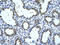 GNAS complex locus  antibody, ARP42694_T100, Aviva Systems Biology, Immunohistochemistry frozen image 