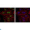 BMI1 Proto-Oncogene, Polycomb Ring Finger antibody, LS-C812513, Lifespan Biosciences, Immunofluorescence image 