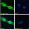 Lactate Dehydrogenase C antibody, 45-827, ProSci, Immunohistochemistry frozen image 