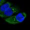 Ring Finger Protein 214 antibody, PA5-58739, Invitrogen Antibodies, Immunofluorescence image 