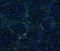 Collagen Type IV Alpha 1 Chain antibody, LS-C343962, Lifespan Biosciences, Immunofluorescence image 