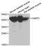 Creatine Kinase, Mitochondrial 2 antibody, A2206, ABclonal Technology, Western Blot image 
