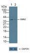 Serpin Family B Member 9 antibody, LS-C373141, Lifespan Biosciences, Western Blot image 