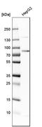 Transferrin antibody, HPA001527, Atlas Antibodies, Western Blot image 