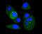Cyclin Dependent Kinase 1 antibody, NBP2-67438, Novus Biologicals, Immunofluorescence image 
