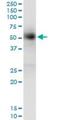 Cyclin G Associated Kinase antibody, H00002580-M01, Novus Biologicals, Immunoprecipitation image 