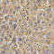 Serine/threonine-protein kinase WNK3 antibody, LS-C335585, Lifespan Biosciences, Immunohistochemistry frozen image 