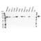 MALT1 antibody, VMA00038, Bio-Rad (formerly AbD Serotec) , Western Blot image 