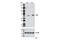 Y1 antibody, 12259S, Cell Signaling Technology, Western Blot image 