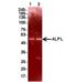 Alkaline Phosphatase, Biomineralization Associated antibody, 54-323, ProSci, Western Blot image 