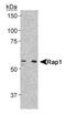 hRap1 antibody, NB120-14404, Novus Biologicals, Western Blot image 