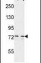 Centrosomal Protein 63 antibody, PA5-24734, Invitrogen Antibodies, Western Blot image 