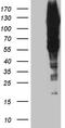GTF2I Repeat Domain Containing 1 antibody, TA809948, Origene, Western Blot image 