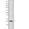 TNF Receptor Superfamily Member 17 antibody, abx219031, Abbexa, Western Blot image 