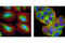 Eukaryotic Translation Initiation Factor 4H antibody, 3469T, Cell Signaling Technology, Immunofluorescence image 