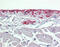 OSF-2 antibody, ARP41570_P050, Aviva Systems Biology, Immunohistochemistry paraffin image 