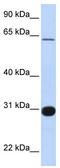 Ral GEF with PH domain and SH3-binding motif 1 antibody, TA344101, Origene, Western Blot image 