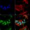 Syn antibody, SMC-530D-FITC, StressMarq, Immunocytochemistry image 