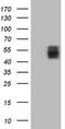 TNF Receptor Superfamily Member 10a antibody, LS-C340297, Lifespan Biosciences, Western Blot image 