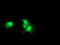 Thymidylate kinase antibody, TA503494, Origene, Immunofluorescence image 
