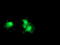 Deoxythymidylate Kinase antibody, TA503494, Origene, Immunofluorescence image 