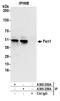 Flap Structure-Specific Endonuclease 1 antibody, A300-255A, Bethyl Labs, Immunoprecipitation image 