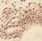 Ribosomal Protein S19 antibody, FNab07463, FineTest, Immunohistochemistry frozen image 