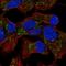 EMAP Like 6 antibody, HPA068759, Atlas Antibodies, Immunofluorescence image 