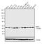 Mitogen-Activated Protein Kinase Kinase 1 antibody, MA5-15093, Invitrogen Antibodies, Western Blot image 