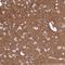 FXYD Domain Containing Ion Transport Regulator 6 antibody, HPA041334, Atlas Antibodies, Immunohistochemistry paraffin image 