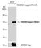 Interleukin 1 Receptor Associated Kinase 3 antibody, GTX111573, GeneTex, Western Blot image 