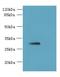 Solute Carrier Family 25 Member 4 antibody, LS-C376614, Lifespan Biosciences, Western Blot image 