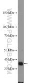 DnaJ Heat Shock Protein Family (Hsp40) Member B4 antibody, 13064-1-AP, Proteintech Group, Western Blot image 