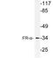 Folate Receptor Alpha antibody, LS-C177836, Lifespan Biosciences, Western Blot image 