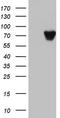 Heterogeneous Nuclear Ribonucleoprotein M antibody, TA803305AM, Origene, Western Blot image 