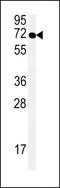 Spermatogenesis Associated 13 antibody, LS-C161479, Lifespan Biosciences, Western Blot image 