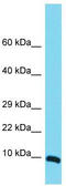 Mitochondrial Ribosomal Protein S36 antibody, TA337445, Origene, Western Blot image 