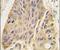 MAP2 antibody, PA5-11880, Invitrogen Antibodies, Immunohistochemistry paraffin image 