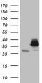 Proteasome subunit alpha type-7 antibody, TA810369S, Origene, Western Blot image 