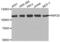 Ring Finger Protein 20 antibody, abx001887, Abbexa, Western Blot image 