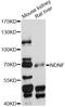 Neuron Derived Neurotrophic Factor antibody, LS-C749911, Lifespan Biosciences, Western Blot image 