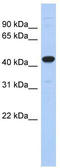 Ubiquitin Like Modifier Activating Enzyme 3 antibody, TA339680, Origene, Western Blot image 