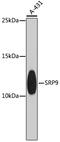 Signal Recognition Particle 9 antibody, A08362, Boster Biological Technology, Western Blot image 