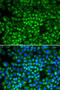 Serine Hydroxymethyltransferase 2 antibody, 14-280, ProSci, Immunofluorescence image 