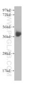B4GT7 antibody, 10535-1-AP, Proteintech Group, Western Blot image 