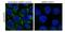 28S ribosomal protein S29, mitochondrial antibody, GTX89921, GeneTex, Immunofluorescence image 