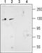 Glutamate Ionotropic Receptor NMDA Type Subunit 2D antibody, PA5-77425, Invitrogen Antibodies, Western Blot image 