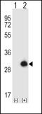 Growth Factor Receptor Bound Protein 2 antibody, PA5-13280, Invitrogen Antibodies, Western Blot image 