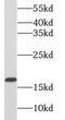 Peroxiredoxin 5 antibody, FNab06839, FineTest, Western Blot image 
